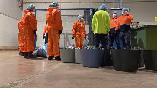 1.2K views · 26 reactions | Our resource recovery team recently joined a commercial customer to assess the contents of its general waste bins and identify recycling opportunities in mixed plastics, cardboard and organic waste. Bin audits are a great way to get insights into waste disposal habits so that we can support our customers in improving their resource recovery efforts. #sustainablefuture | Cleanaway | Facebook