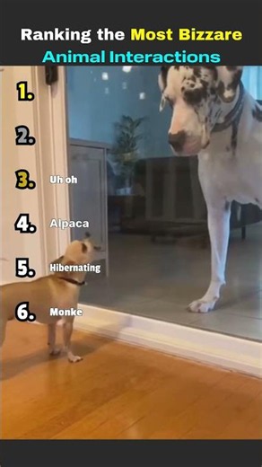 MOST BIZARRE ANIMAL INTERACTIONS!!! (WAIT TILL THE END 😂😂)