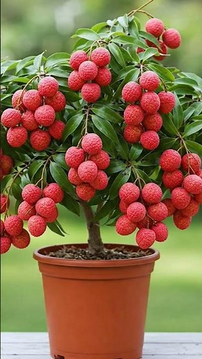 easy and fast method to propagate and grow lichi trees #garden #fruits #nature