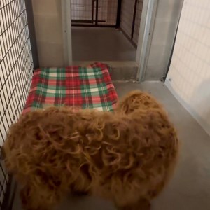 🐾 First Blanket Moments at NMDR! 🛌 There’s something truly special about witnessing our rescue dogs receive their first blankets. For many, it’s a symbol of comfort and the start of a new life. Each dog reacts differently—some burst with excitement, eager to snuggle into the soft folds, while others approach their new comfort cautiously, uncertain about their new surroundings. These first blankets represent warmth, safety, and the beginning of their journey to finding a happy home. As these br