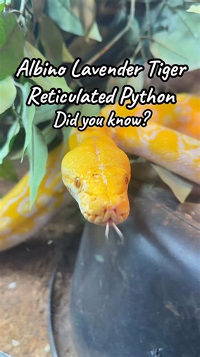 Jurassic Gardens on Instagram: "Did you know this fun fact about the Albino Lavender Tiger Reticulated Python? 🐍 See this python, and so much more here at our brand new live reptile exhibit! Now included with regular admission to Jurassic Gardens, the Gold Pass, and the Platinum Pass! @scale_world_order #JurassicGardens #Python #Reptile"