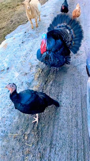 Stopped by Curious Farm Animals!