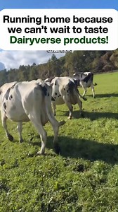 If your cow doesn’t run home after a long day of grazing, then something’s missing. And guess what’s missing? #restoredairycow #dairyfarmingtips #dairyfarming #FarmSuccess | Dairyverse