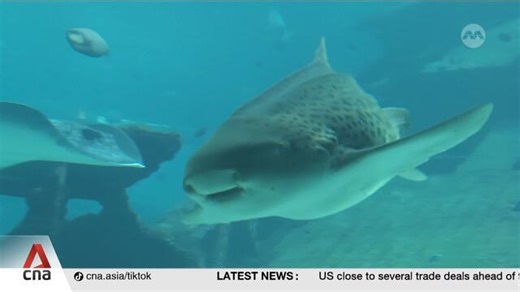 Upcoming Singapore Oceanarium to breed endangered species, spotlight local marine life