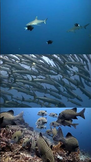 Atlantis Liveaboards: The Ultimate Dive Adventure