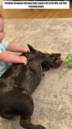 Firefighter Introduces Marmoset Baby Found in Fire to His Wife, and Their Friendship Begins