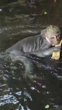 |WEAREWILD|Proboscis Monkeys Brave a Crocodile-Infested River! 😱