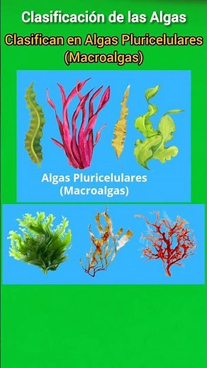 Clasificación de las Algas #algas #biología