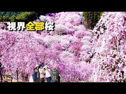 The Most Intense Pink Bloom in Japan | 1,000 Weeping Cherries at Takami no Sato, Nara [4K Cinematic]