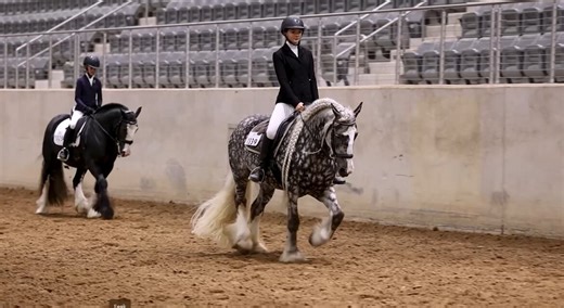 Horse Capital TV highlights Gypsy Vanner National Championships