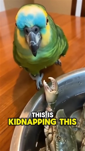 29K views · 584 reactions | This talking parrot was NOT ready for seafood night  When a live crab grabs its toe, the parrot panics, screams for help, and accuses the crab of kidnapping. Pure animal comedy chaos from start to finish 列呂 | Beako | Facebook