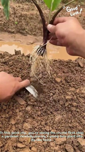 How to Plant Taro Seedlings for Big Harvests | Gardening Tips