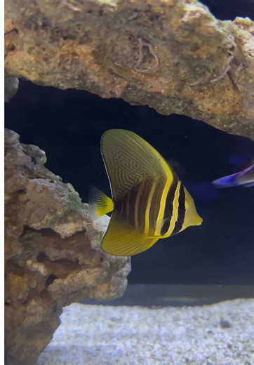 Exploring Aquarium Illusions: A Marine Paradise