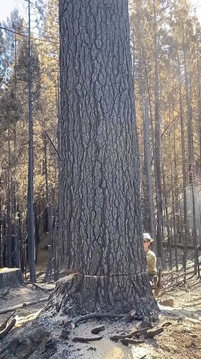 #logger #logging #chainsaw #arborist #stihl #treework #treelife #treecutting #loggers #stihlchainsaw #husqvarna #arblife #treecare #loggerlife #treesurgeon #forestry #treefelling #arboristlife #treeclimber #treeclimbing #treeservice #treeremoval #lumberjack #timberfaller #arboriculture #arboristsofinstagram #arborists #axe #treeworker #forest | Logger Pro