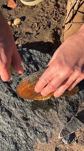 man opens rare oyster and finds pearls A man found a giant oyster in the tide and opens it and finds dozens of beautiful pearls! This was so exciting to see! This video is produced by Network Media, LLC and The Monroe Family. | Life According to Us