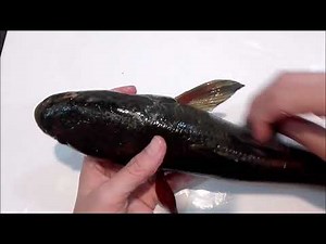 Fish Dissection. Fish anatomy. Internal structure of fish. Study of gills,Fins and internal organs.