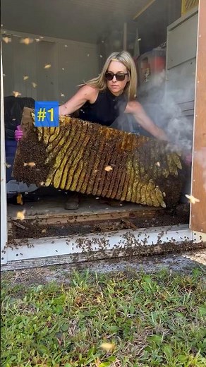 What’s your favorite shed floor bee removal?