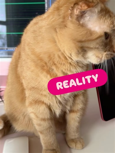 Mister Willis the Cat on Instagram: "He won’t let me hit “record” with the computer mouse 😭😹"