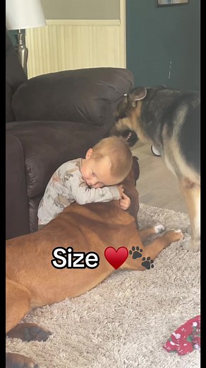 Celebrating the Pure Love of Our Dog Red