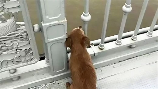Devoted dog waits four days on bridge after owner dies by suicide