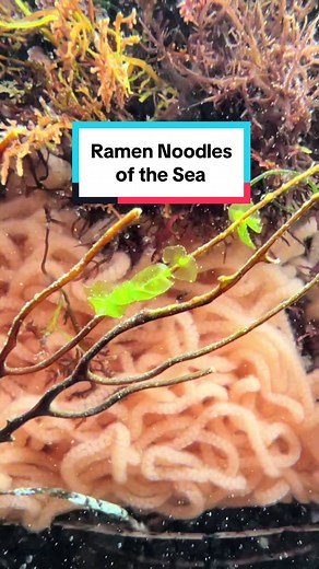 Don't Eat These 'Ramen Noodles'! 🍜 They're Sea Slug Eggs!