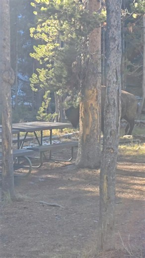 There were some tourists outside their cars, way too close, approaching aggressively and that head turn was him showing his annoyance... I stayed in my vehicle, I don't play with Pa... Yellowstone National Park | T. Lyn Neufeld Photography