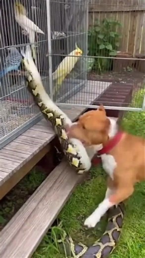 A Pitbull dog attacked a large snake that was attacking caged birds in the yard. #pitbull #snake