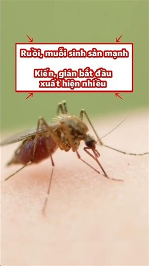 Xử Lý Diệt Gián Muỗi Côn Trùng Kiến #lamdong #xulycontrung #dietgian #dietmuoi
