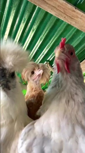 Chickens TikTok dance🐔Funny animal dance video😂 #funnyanimals #animallover #animaldance