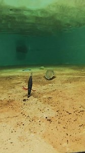 Cuttlefish it's a trap | Underwater Fishing life #fypシ゚viralシ #fbreelsfypシ゚viral #fbreelsvideo #fypシ゚ #fishingislife #trendingvideos | Underwater Fishing life