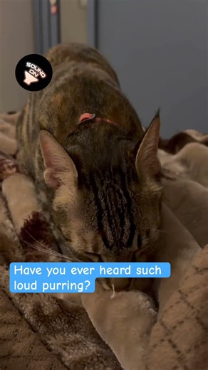 Loud purring cat