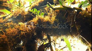Old tree trunks with moss in tropical rainforest. Natural eco gimbal 4K scenery jungle wilderness shot, Thailand.