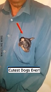 221K views · 1.6K reactions | Cutest Dogs Ever! | Wrestling News | Facebook