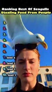 Ranking Best Of Seagulls Stealing Food From People