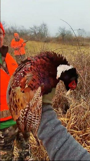 Surprise Double! #pheasanthunting #hunting