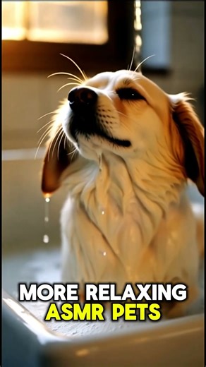 “The Most Relaxing Dog ASMR You’ll Watch Today”