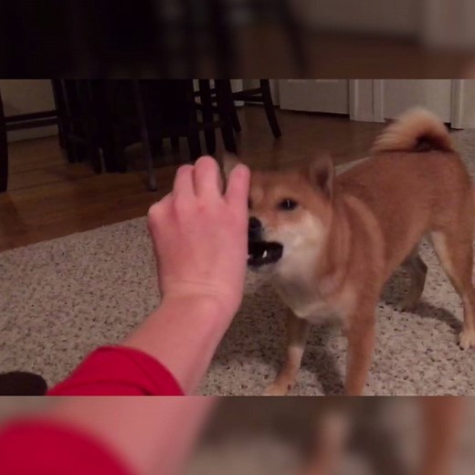 Even dogs can’t stand fidget spinners! 😂🐶 | Daily Mail Video