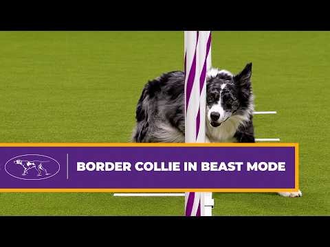 Watch This Border Collie Deliver a Lightning-Fast Agility Run | Westminster Dog Show 2024