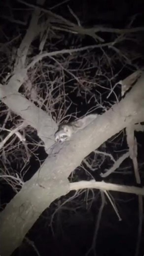 Raccoon Removal