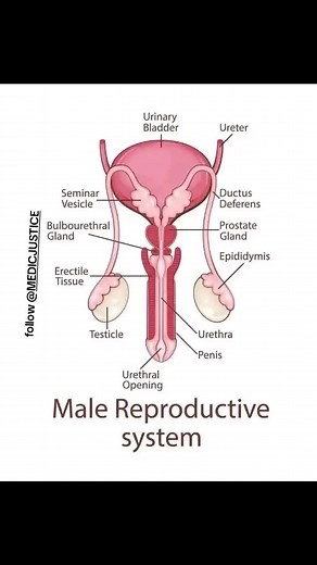 Understanding Human Reproductive Organs