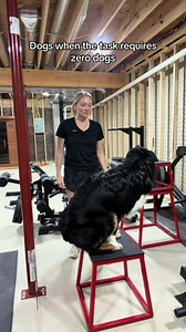 Dog 'Helps' Owner's Home Gym Workout Routine
