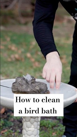 How to Clean a Bird Bath! #birdbaths