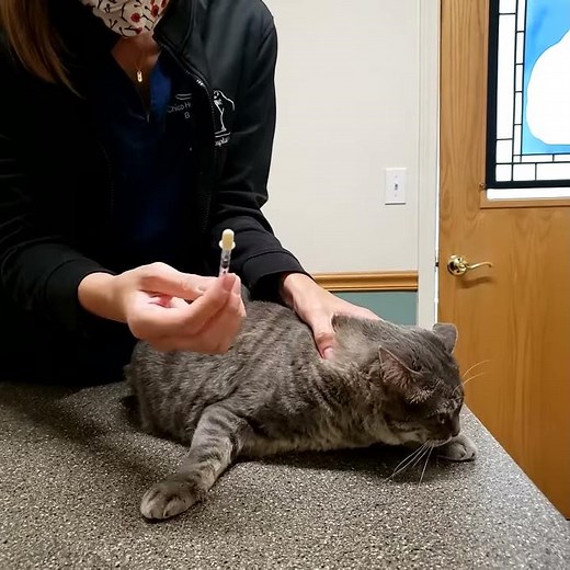 How to administer pain medication Buprenorphine to your cat 😻