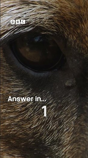 Can you tell who this furry face belongs to? | Dogs in the Wild | BBC Earth