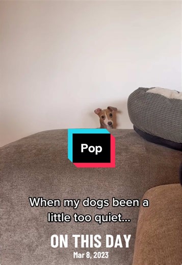 #onthisday popping up. #italiangreyhound #dogtok #dogsoftiktok