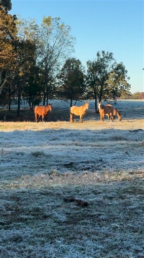 #frozenmorning #coldweather #aqha #brrrr | Chandler Farms