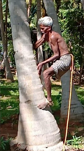 Coconut tree climbing traditional way