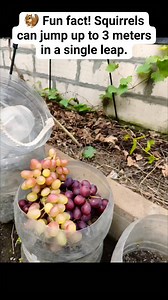 🐿️ Fun fact! Squirrels can jump up to 3 meters in a single leap — thanks to their super strong back legs and perfect balance. Tiny body, Olympic energy! 😍🔥 #SquirrelFacts #CuteSquirrels #WildlifeMoments #TinyAnimals #NatureLovers #AnimalBehaviour #WildlifeDaily #GardenVisitors #NatureFacts #AnimalPlanet #WildlifePhotography #FunnyAnimals | Grafting Examples