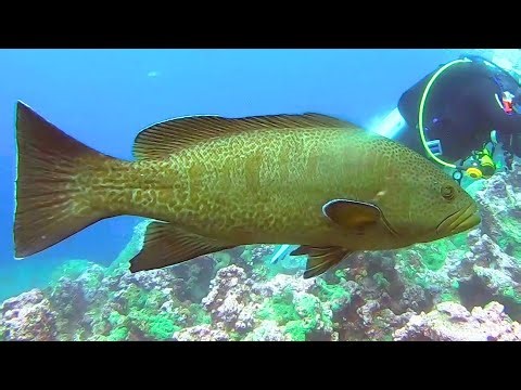 Facts: The Sailfin Grouper