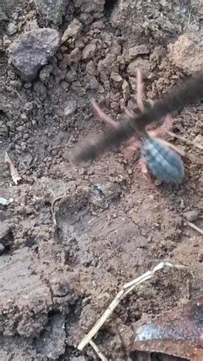 7.9K views · 22 reactions | Alguien sabe que insecto es? | Martin Mart | Facebook